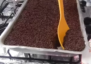 Capa Como Fazer o Famoso Bolo de Chocolate da Cris Fácil e Rápido
